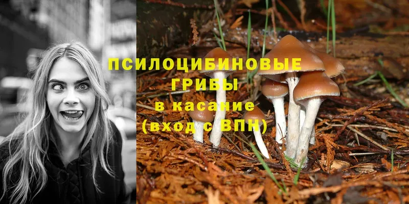 Галлюциногенные грибы Psilocybine cubensis  мориарти какой сайт  Мыски  магазин продажи наркотиков 