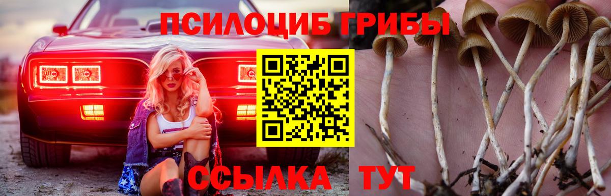 Псилоцибиновые грибы Cubensis  Вход с VPN  Мыски  Псилоцибиновые грибы Cubensis 